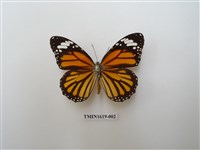 藏品(虎斑蝶)的圖片